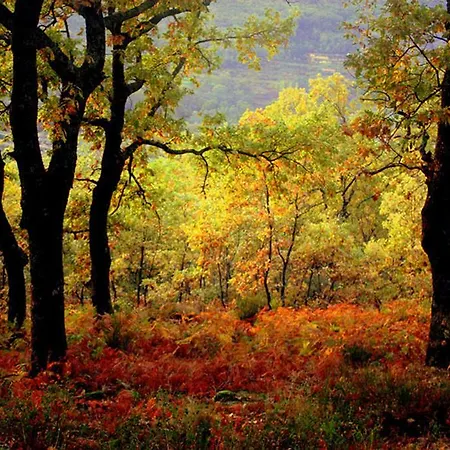 De Amonaria * Malpartida De Plasencia