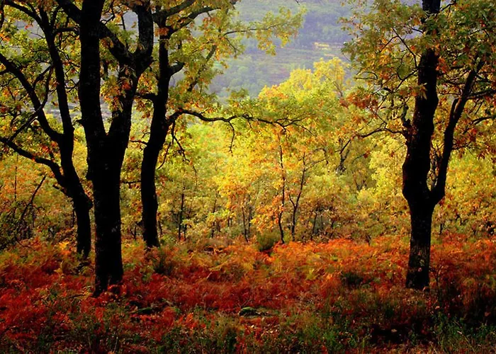 De Amonaria * Malpartida De Plasencia